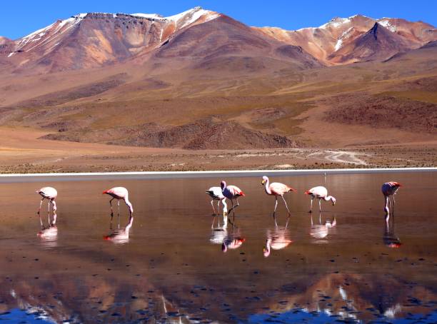 istock Bolivian desert in the Antiplano 1306668049
