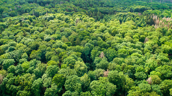 Tree tops and forest dieback - aerial view.