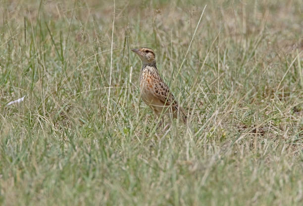 Rufous-naped Lark Rufous-naped Lark (Mirafra africana) adult on ground in grassland"n"nLake Nakuru NP, Kenya           October rufous naped lark mirafra africana stock pictures, royalty-free photos & images