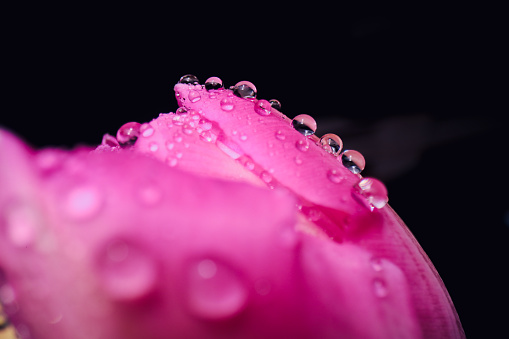 Beautiful pink flower with dew drops, floral beauty closeup