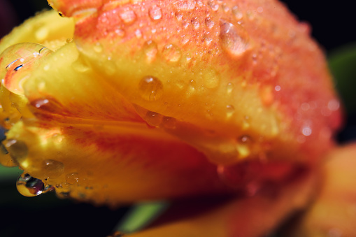 Pink and Yellow Spring Tulips drenched in the Rain.