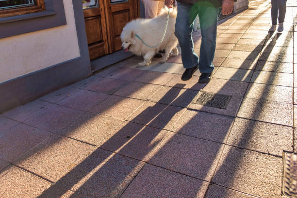 A poodle running toward the camera on the street.