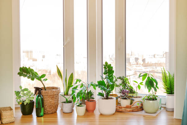 istock Home plants and flowers on a wooden windowsill 1306669089