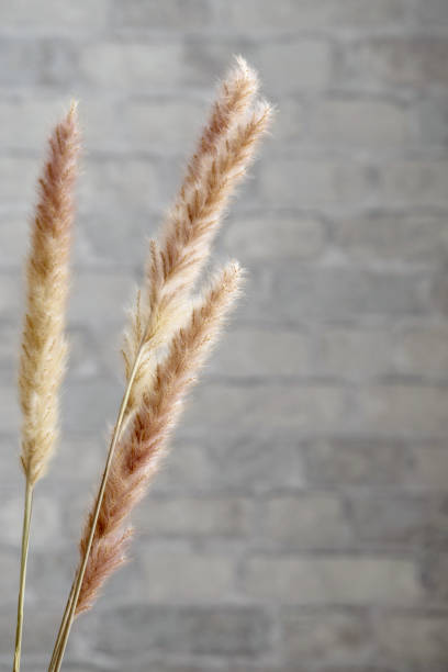 istock Brown dry spikelets of grass close-up against a brick wall. Vertical image, minimalistic interior 1306670813