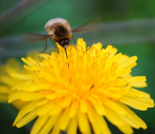 istock A bumblebee on a yellow flower. 1306670865