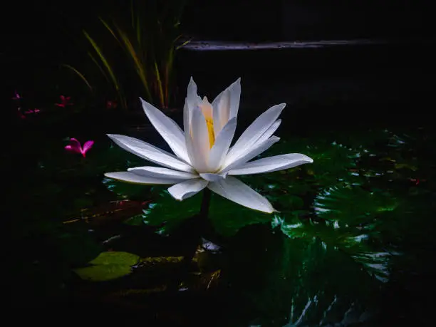 Side View Fresh Beauty White Water Lily Blooming Lotus Flower Of American White Waterlily Or Fragrant Waterlily Or Nymphaea Odorata On The Pond