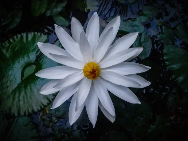 Top View Fresh Beauty Aquatic Plant White Blooming Lotus Flower Of American White Waterlily Or Fragrant Waterlily Or Nymphaea Odorata On The Pond