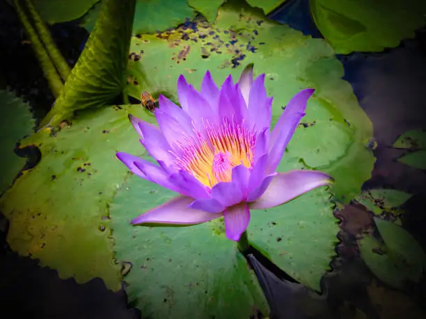 Close-up Fresh Blooming Purple Waterlily Lotus Flower Attracts A Bee On The Pond