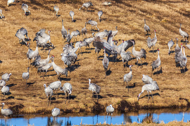 istock Cranes by a stream in a field 1306672833