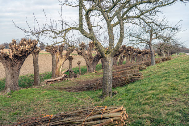 istock Willow branches tied together in a row 1306672834