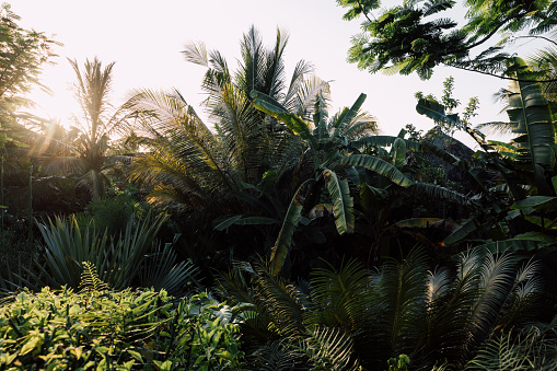 A close-up shot of lush foliage in the tropics.