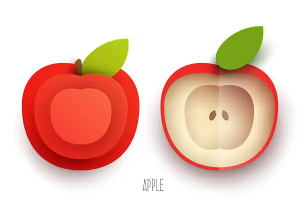Vector illustration of Cartoon whole and half apple in modern geometric 3d paper cut style isolated on white background. Vivid creative vector art element. Minimalistic concept of abstract design illustration.