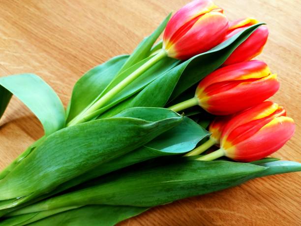 istock Tulips for Women's Day 1306674488