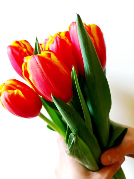 istock Tulips for Women's Day 1306674655