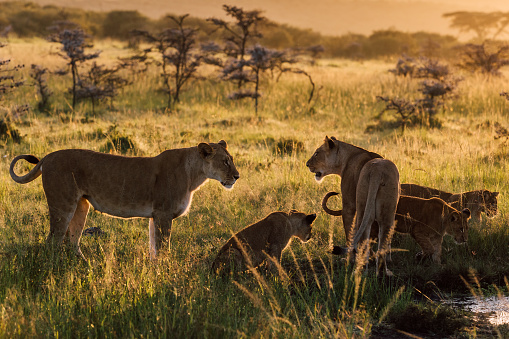 A pride of lions at sunrise.