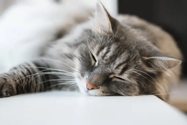 Photo of Gray fluffy cat sleeping indoors, close-up. Selective soft focus. Whiskers, tabby Siberian cat