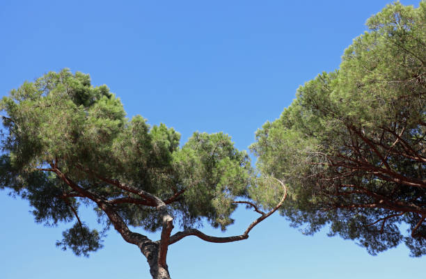 thick foliage of trees called MARITIME PINE typical of the Mediterranean region and the blue sky