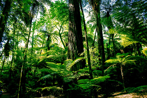 Jungle walk with tree ferns and redwoods
