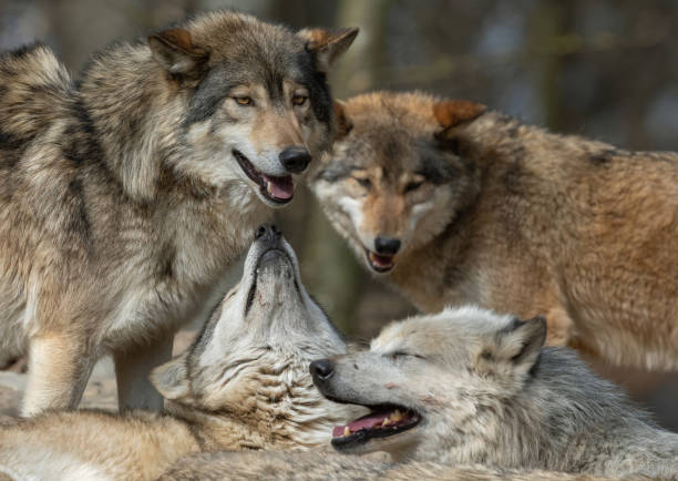istock Four canadian timberwolves 1306678161