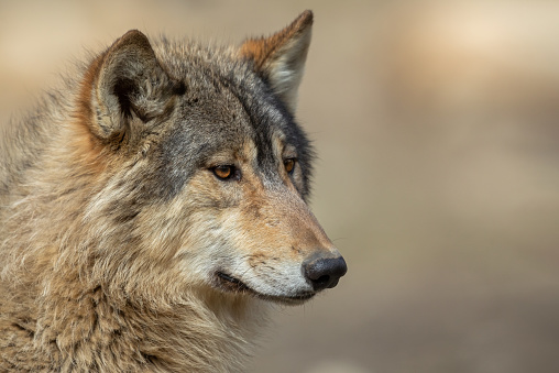 Portrait of a beautiful canadian timberwolf.