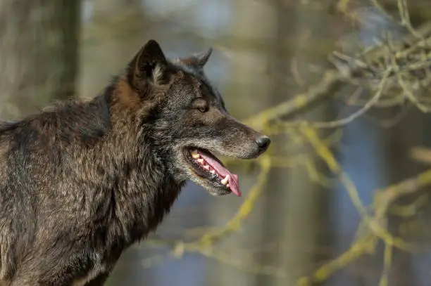 Portrait of a beautiful male black canadian timberwolf.