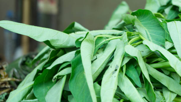 Water Spinach stock photo