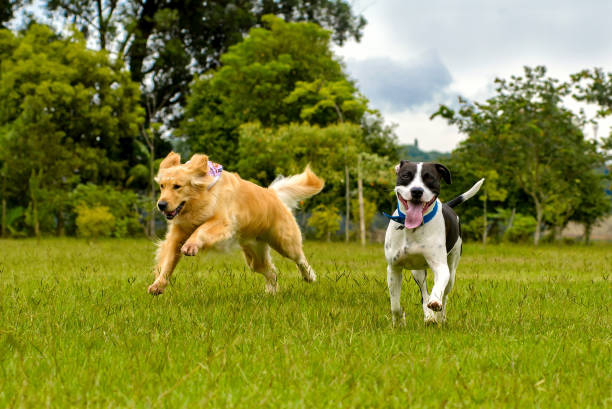 two dogs running with no people at a park on summer