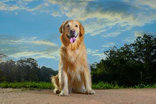 golden retriever dog sitting and looking to the camera with a blue sky