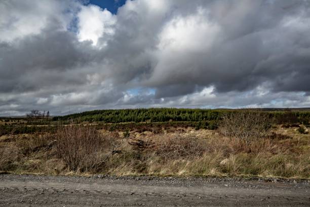 istock Woodland Scenes Along A Logging Road. 1306680524
