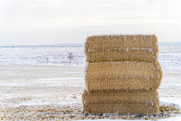 冬の農場で干し草のベールのスタック - prairie farm winter snow ストックフォトと画像