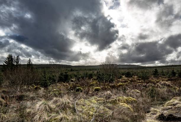 istock Woodland Scenes Along A Logging Road. 1306680795