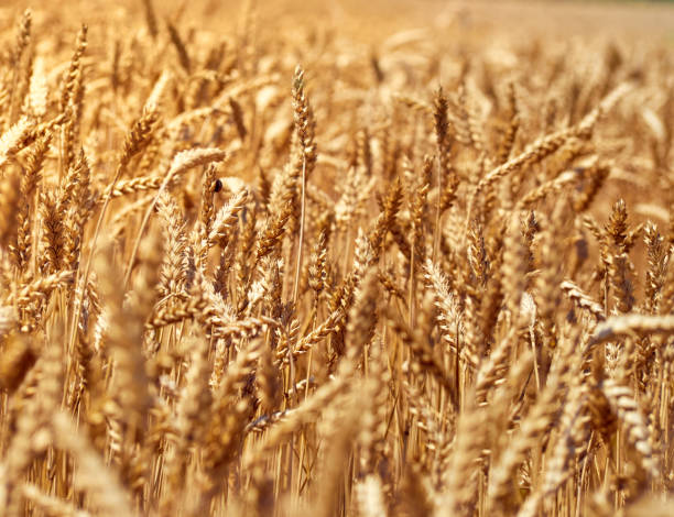 istock Wheat grain field on sunny day. 1306681553