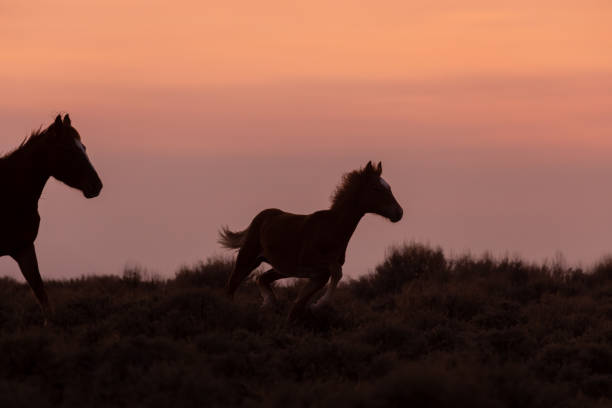 istock Wild Horse Mare and Foal at Sunset 1306681582