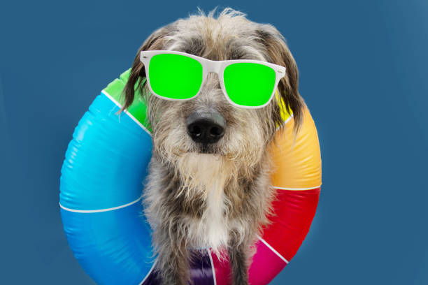 istock Funny dog pet going on summer vacations with a colorful ring inflatable. Isolated on blue background. 1306682034