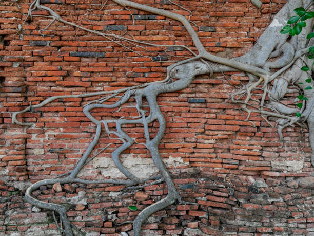istock banyan tree roots on old craked red brick wall 1306683281