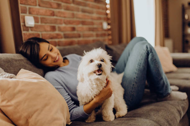 istock enjoy the afternoon on the sofa with my dog 1306683341