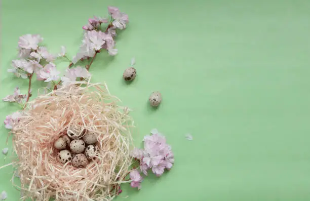 Cherry blossom branches, pink flowers, bird nest with dotted quail eggs on the light green textured background, spring holidays festive eco-friendly concept, flaylay, copy space for your text