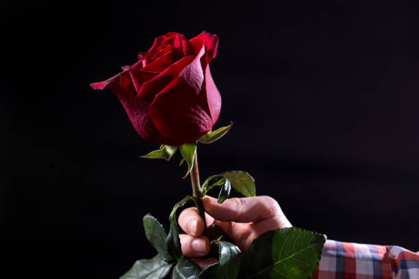 istock Male hand with red rose. Hand with rose on black background 1306684474