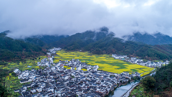 Rape blossoms field in spring.The town of LuoPing,YunNan,China.