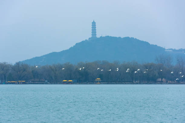 베이징의 여름 궁전에서 쿤밍 호수 위로 하얀 백조를 날아다닌다 - awe summer palace china beijing 뉴스 사진 이미지