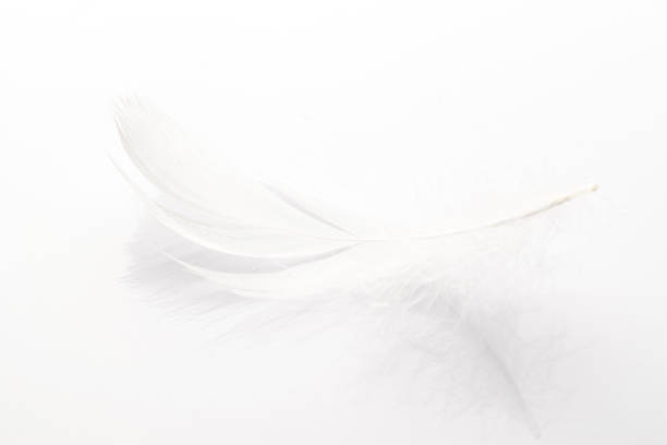 istock Feather macro. Multicoloured pastel angel feather closeup texture on white background in macro photography, soft focus. Abstract. Coral pink color trends and vintage. 1306687038