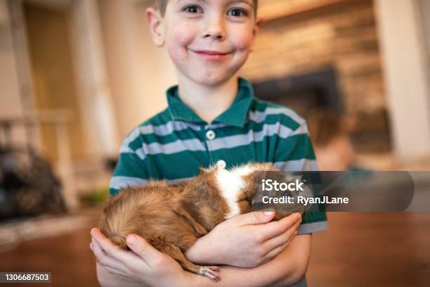 Boy Poses For Portrait With His Guinea Pig Stock Photo - Download Image Now - Guinea Pig, Boys, One Person