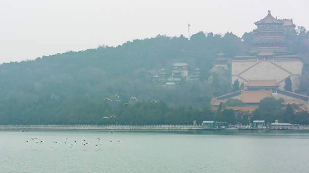 베이징의 여름 궁전에서 쿤밍 호수 위로 하얀 백조를 날아다닌다 - awe summer palace china beijing 뉴스 사진 이미지