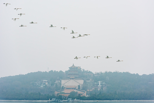 Flying white swan over Kunming Lake in the Summer Palace in Beijing