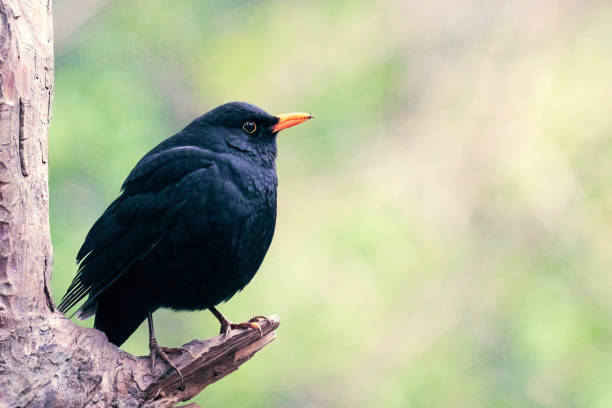 istock Blackbird perched on a tree branch in the forest 1306691171