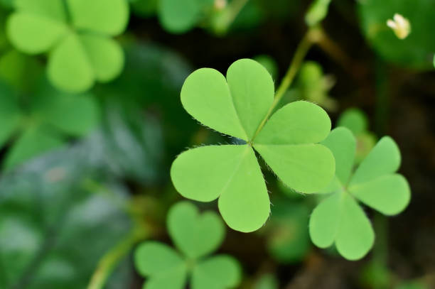 istock Top view Heart-shaped leaves of grass 1306691322