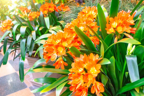 floração da primavera de inflorescências de laranja da planta clivia na estufa. - kaffir lily - fotografias e filmes do acervo