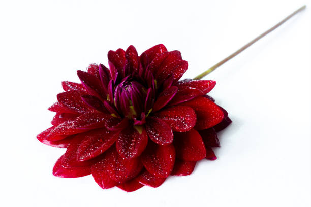 istock Bright red dahlia in water drops 1306694140
