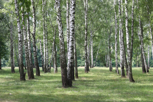 giovane betulla con corteccia di betulla in bianco e nero in primavera - betulla dargento foto e immagini stock