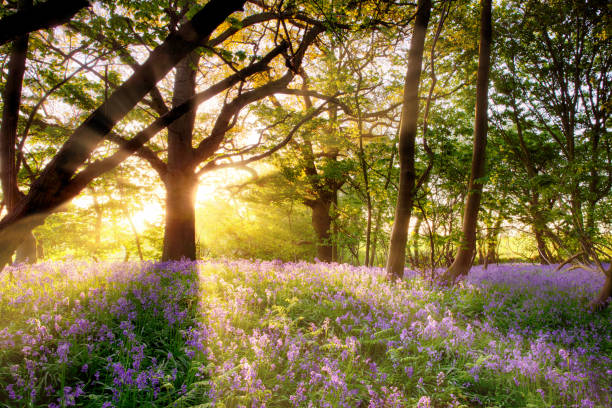 Amazing sunrise through bluebell forest Amazing sunrise through the trees onto a carpet of wild bluebells. Seasonal spring landscape in Norfolk England bluebell photos stock pictures, royalty-free photos & images